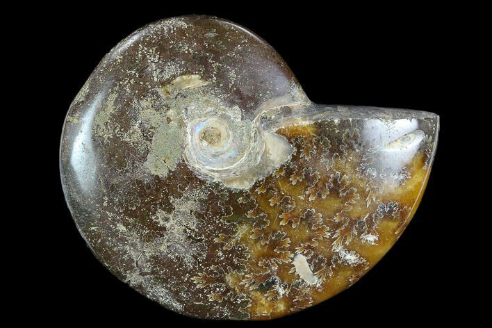 Polished, Agatized Ammonite (Cleoniceras) - Madagascar #119050